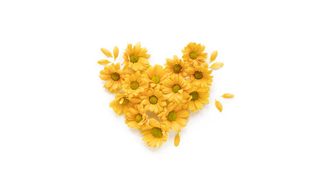 istock Yellow flowers arrangement in heart shape isolated on white background top view. Negative space 1173807785