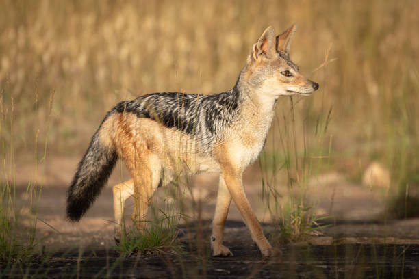 istock Black-backed jackal walks through grass in sunshine 1173809175