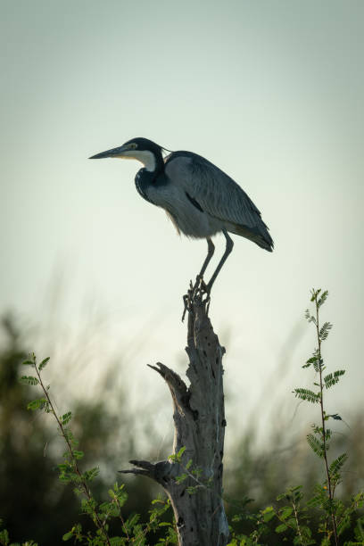 istock Black-headed heron crouches on stump in bushes 1173809257
