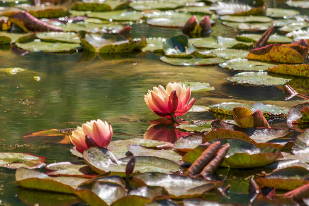 istock Bright blooming pink water lily among green leaves. 1173809370