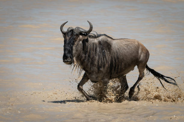 istock Blue wildebeest galloping through shallows in sunshine 1173809628