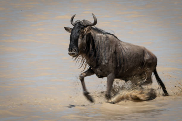 istock Blue wildebeest gallops through muddy shallow lake 1173809655