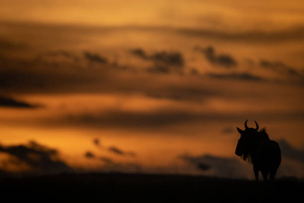 istock Blue wildebeest stands in silhouette at sunset 1173809743