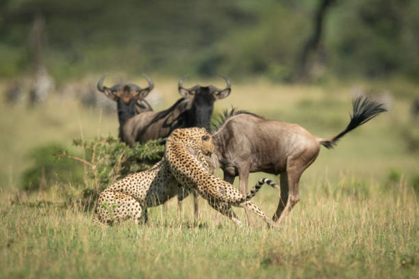 istock Blue wildebeest watch two cheetah catch another 1173809754