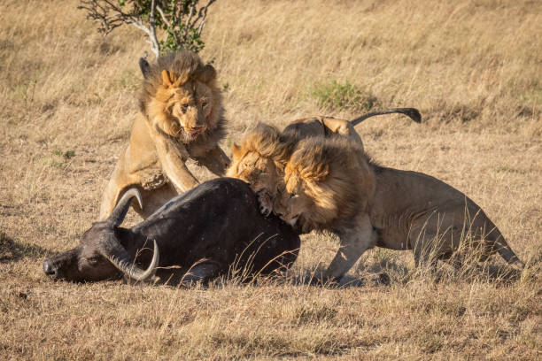 istock Cape buffalo attacked by three male lion 1173809877