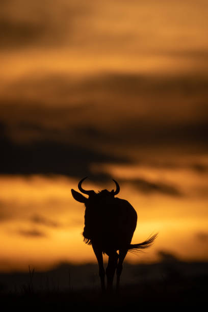 istock Blue wildebeest walks in silhouette at sunset 1173809998