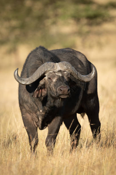 istock Cape buffalo stands facing camera in savannah 1173810006