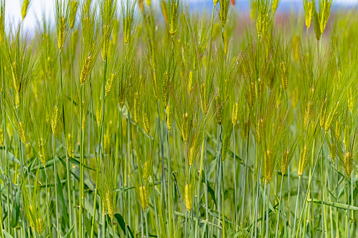 Close-up view of field of wheat stalks ripening on a farm in the Sacramento Valley.\n\nTaken in the Sacramento Valley, California, USA.