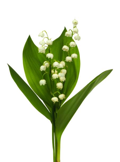 istock Lily of the valley 1173812357