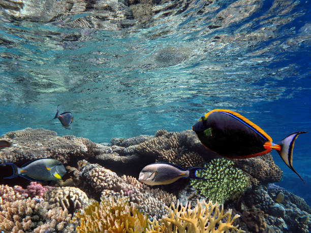 istock Coral reef, refraction. Red Sea. Egypt 1173814545