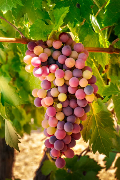 a bunch of light wine grapes hanging from a vine in a vineyard at autumn harvest - vineyard ripe crop vine imagens e fotografias de stock