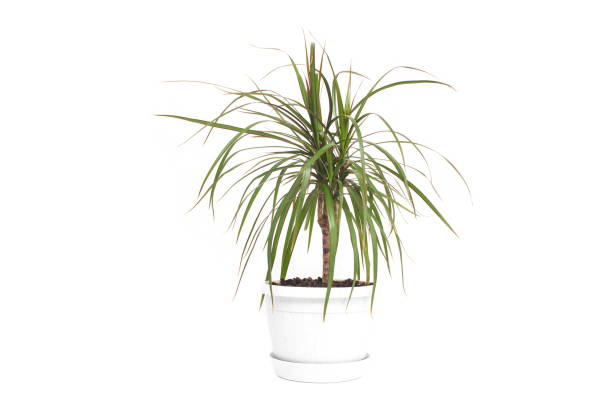 istock Home flower in white pot Dracaena, white background, isolate, houseplant 1173816810