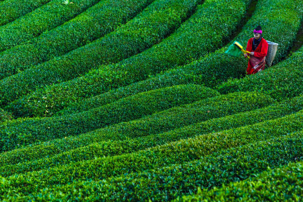 tradycyjne kobiety zbierające liście herbaty na plantacji - tea crop tea leaves plantation farmer zdjęcia i obrazy z banku zdjęć