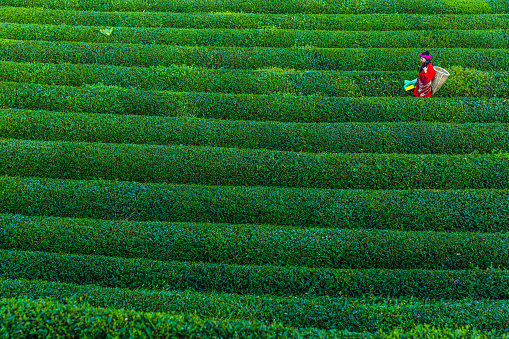 traditional women  collecting tea leaves on plantation