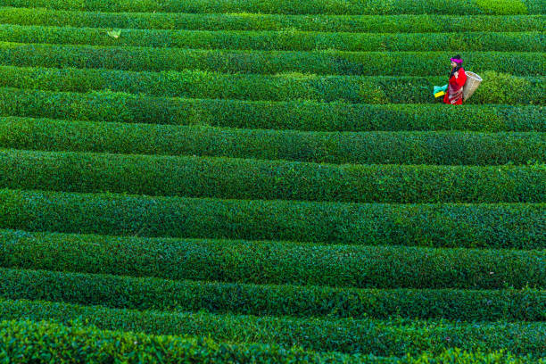 tradycyjne kobiety zbierające liście herbaty na plantacji - tea crop tea leaves plantation farmer zdjęcia i obrazy z banku zdjęć