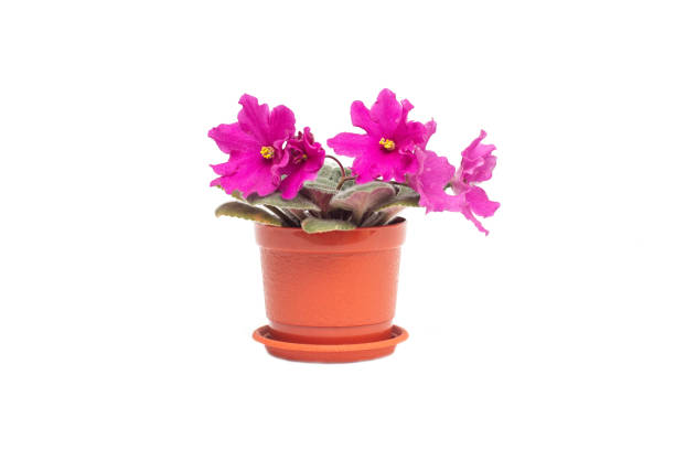 istock Home flower in a pot young blooming pink violet on a white background, isolate 1173817797