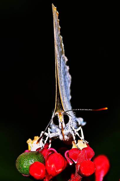 istock Butterfly drinking juice from flower. 1173818122