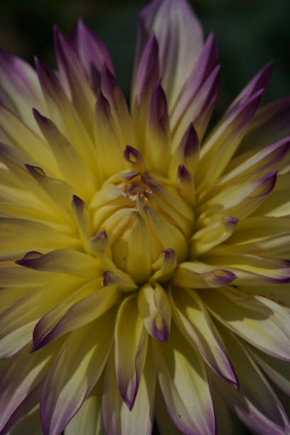 istock Dahlia - Light Purple and Cream 1173818343