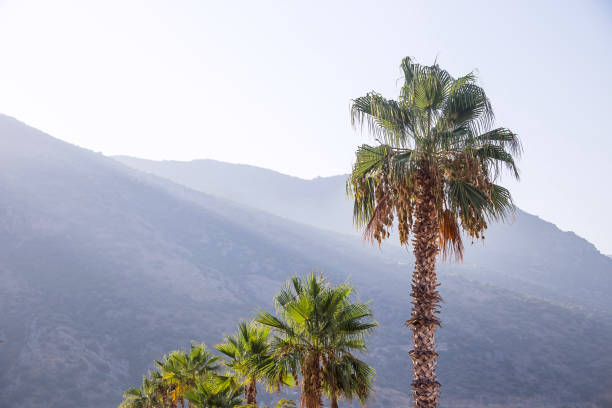istock Natural summer background with blue high mountains and palm trees. 1173820528