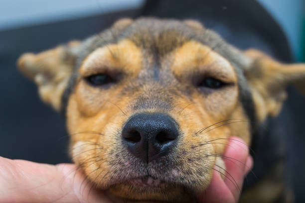 istock Dog with anaphylactic  reaction after Vitamin K injection 1173822457