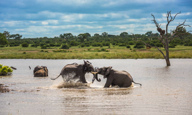 młode słonie bawiące się w wodzie, park narodowy krugera, republika południowej afryki. - addo south africa southern africa africa zdjęcia i obrazy z banku zdjęć