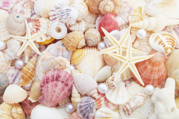 istock Pearls, starfishes and many seashells background 1173824336