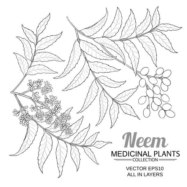 neem vektorsatz - azadirachta indica stock-grafiken, -clipart, -cartoons und -symbole