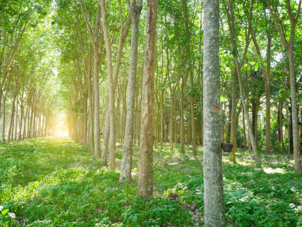 istock Rubber trees in forest for collecting latex. 1173825136
