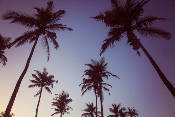 istock palm trees in the sunset 1173825442