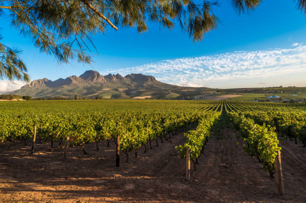 paisagem bonita de winelands do cabo, região de cultivo do vinho em áfrica do sul - panoramic landscape south africa cape town - fotografias e filmes do acervo