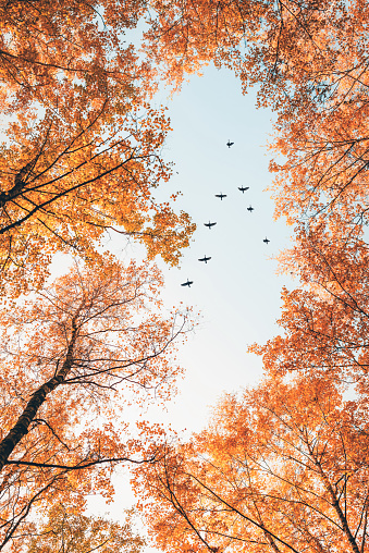 Migratory birds flying in the shape of v over autumn forest with birch trees. Sky and clouds with effect of pastel colored.