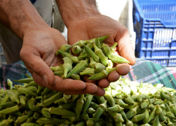 istock organic and fresh okra 1173825917