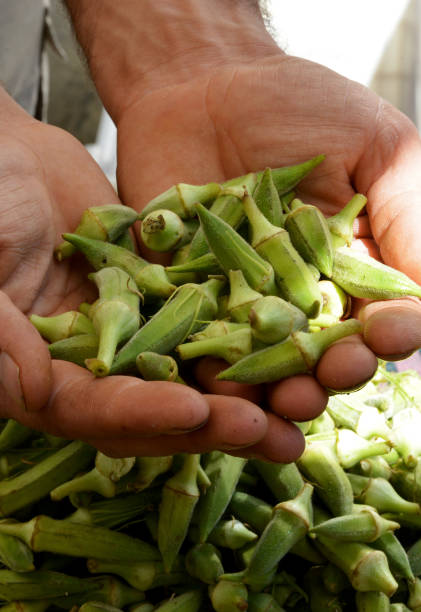 istock organic and fresh okra 1173826159