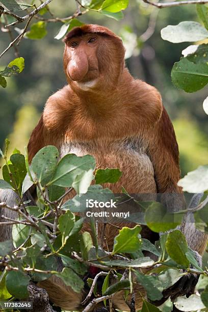 Mono Násico Foto de stock y más banco de imágenes de Aire libre - Aire libre, Animal, Animales salvajes