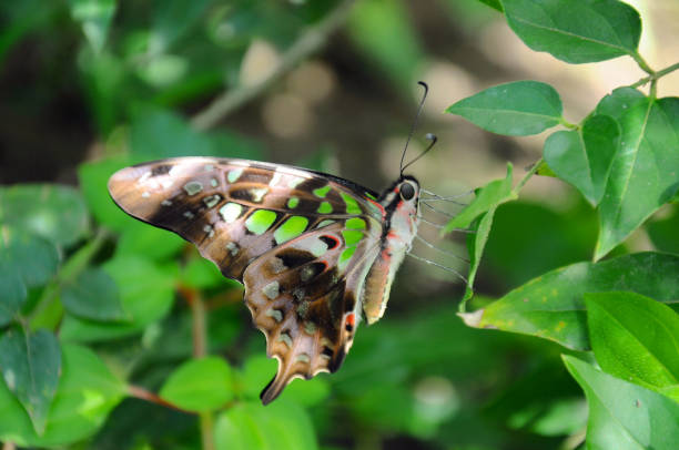 istock Tailed jay butterfly in the garden 1173827794
