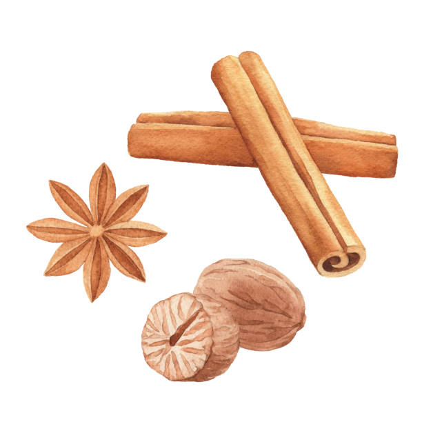 Watercolor Spices Vector illustration of spices. star anise stock illustrations