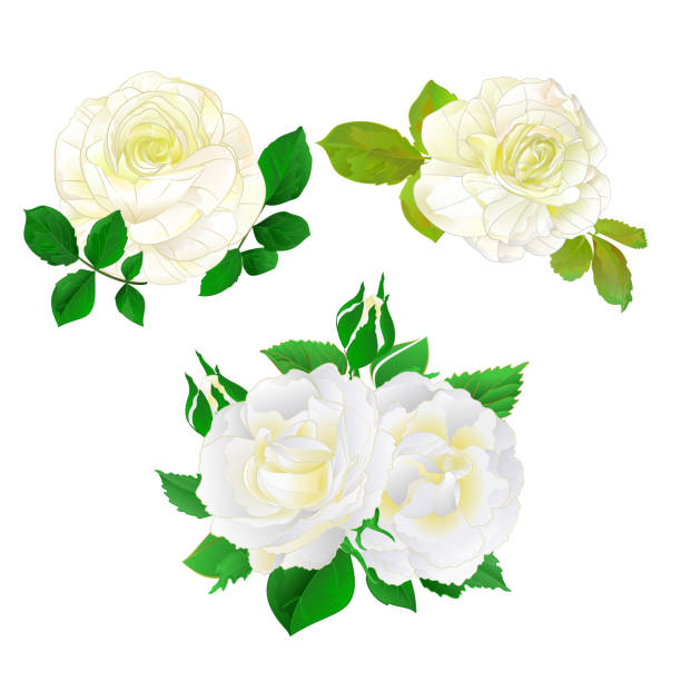 istock White roses with buds and leaves vintage  on a white background set five vector illustration editable 1173830518