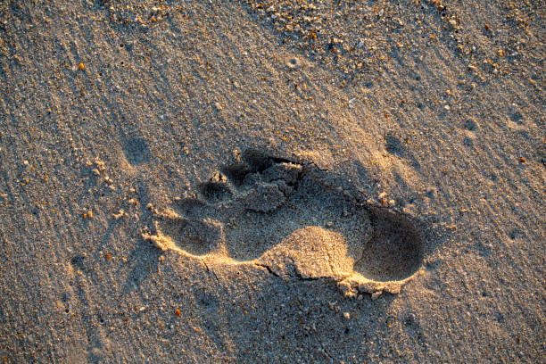 istock Footprints walking on the beach by the morning 1173830869