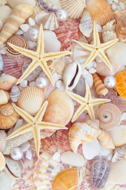 istock Starfishes, pearls, and seashells close up 1173831392