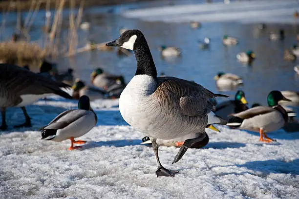 Medium-sized goose with distinctive white face and jet-black head, neck, and upper breast. Winter pond with snowy background on the Stockholm archipelago.