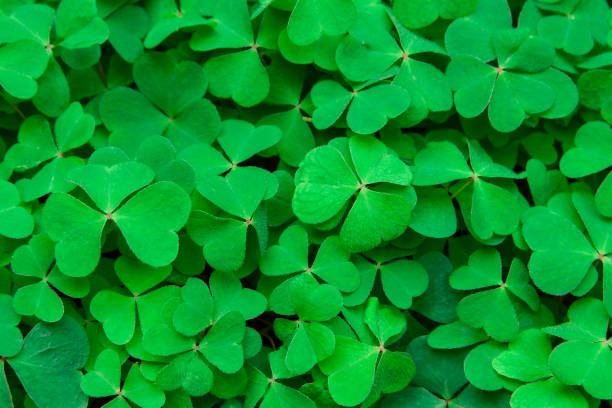 istock many plants Oxalidaceae grow in the forest 1173835581