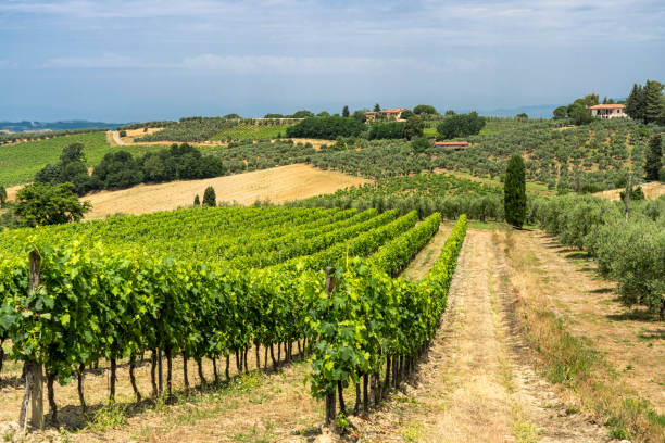istock Summer landscape in Tuscany near Certaldo 1173835733