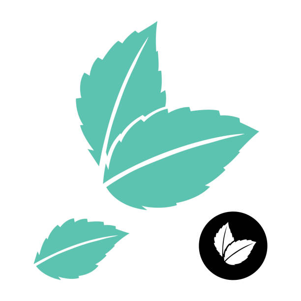 ilustraciones, imágenes clip art, dibujos animados e iconos de stock de la menta deja el logotipo vectorial. hoja verde. ilustración vectorial - tea crop leaf freshness organic
