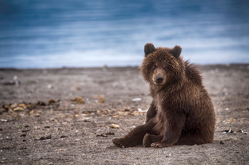 Six month old Kamchatka brown bear (Ursus arctos beringianus) at the shoreline of Kurile Lake, Kamchatka, Russia.