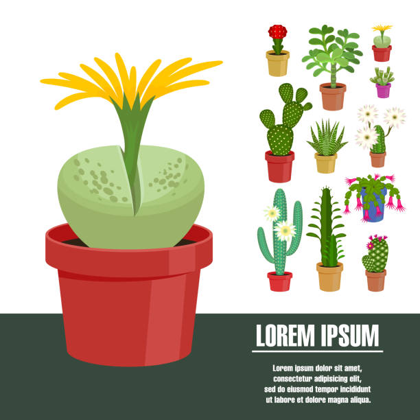 ilustrações de stock, clip art, desenhos animados e ícones de blooming cactus set. - cactaceous