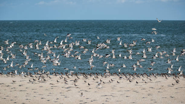 istock Amrum birds in the sky 1173840037