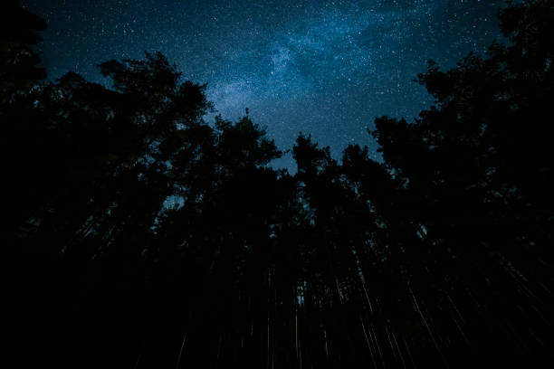 istock POV. Night sky over pine trees, bright starry sky and the Milky way. 1173841079