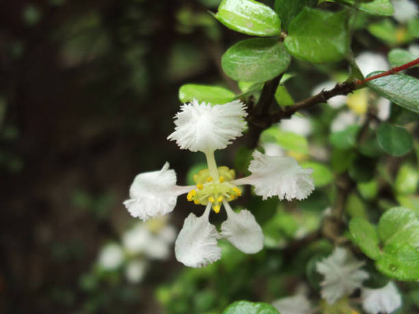 Roof Garden Flower