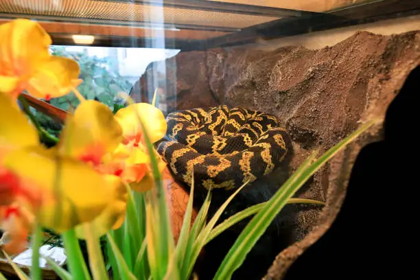 Jungle carpet python snake in good equipped terrarium. Morelia spilota non poisonous species of snake enjoys warmth of his glass terrarium. Exotic tropical cold blooded reptile animal. Pet concept.
