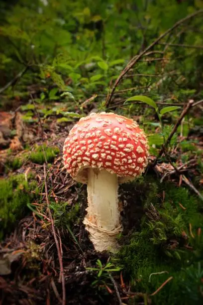 Photo of Fly Amanita Mushroom Toadstool